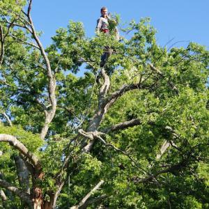 Mayberry Really Fine Trees