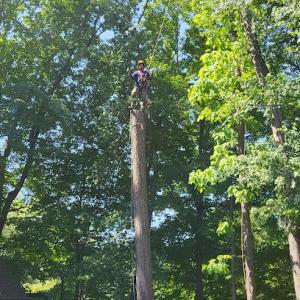 Solutions Tree Services