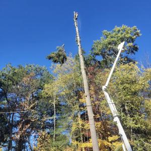 Arbpros Tree Service