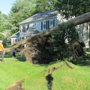 Cut ‘Em Down Tree Service