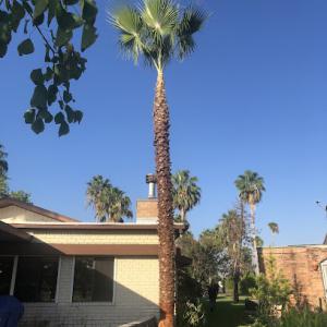 Ruizs Tree Trimming