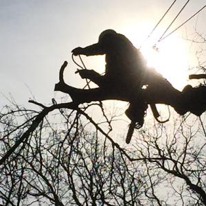 Aspen Ridge Landscaping & Tree Service