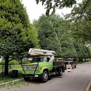 Best Tree Service