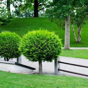 Perez Gardening & Landscaping