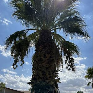 Superior Tree Service