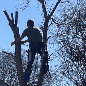 DeSoto Tree Care