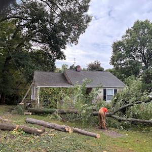 Seamster Tree & Stumpdoctor