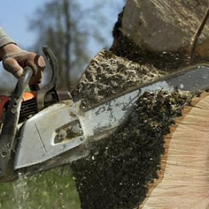 Walser Tree Service