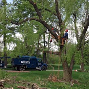 Wells Tree & Landscape