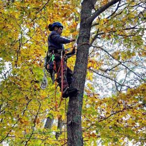 Hickory Ridge Tree Service