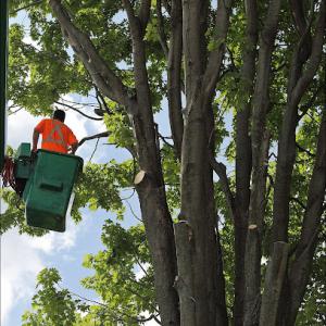 Marshfield Tree Services