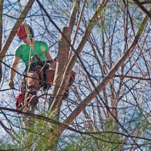 Valley Tree Experts