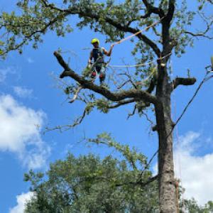 Perfectly Trimmed Palms