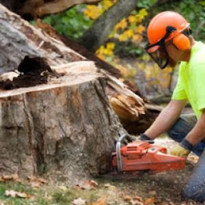 Kingwood Arborist