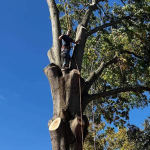 Wagoners Tree Experts