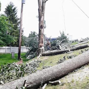 Ronald Dean Tree Trimming & Removal