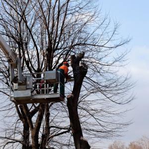 All Pro Huntsville Tree Service