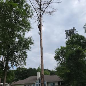 Premier Tree Services Of Texas