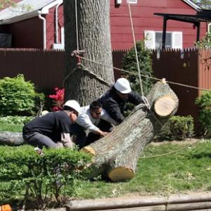 Tree Service & Removal Mineola