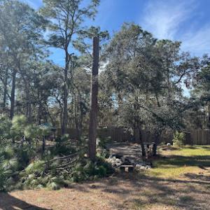 Chuck's Tree Service