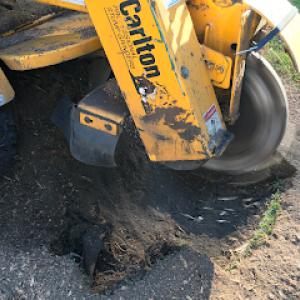 Affordable Stump Removal