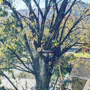 Tovar Tree Services