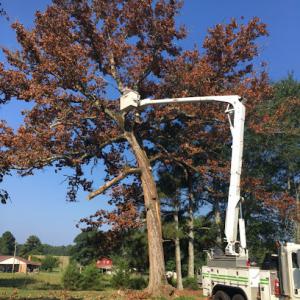 Murell's Tree Service