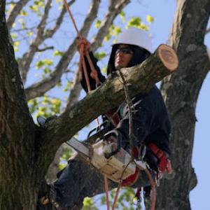 Johns Tree Service & Removal