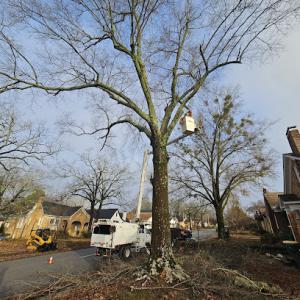 Morales Tree Service