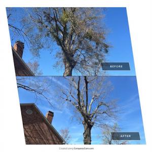 Breitbarth Tree Techs