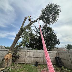Big Ds Tree Service