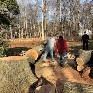 Green Island Tree Services