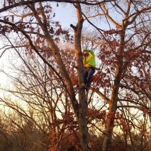 Alford Tree Service