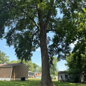 Breeden Tree Experts