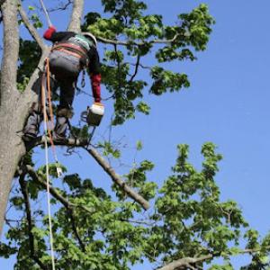 Tarzann Tree Service