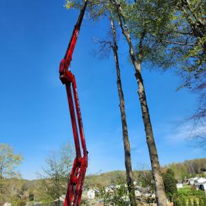 Barrett Tree Experts