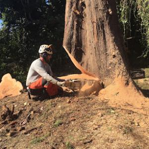 One Cut Tree Trimming