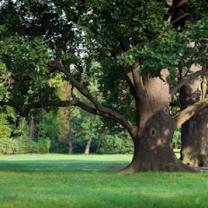 A+ Reliable Tree Service