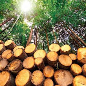 Pro Tree of Knoxville