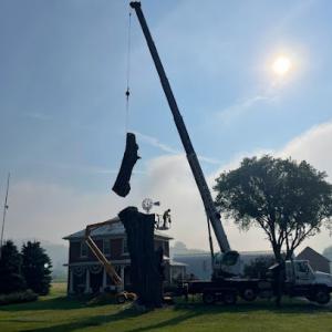 High Demand Tree Care