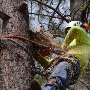 Rutherford Tree Service