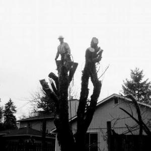 Rock Solid Tree & Landscape Services