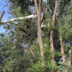 Estrada Tree Service Inc | Local Affordable Tree Service | Tree Trimming | Tree Removal