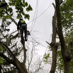 Akins & Alfords Tree Care