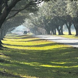 Proact Tree & Lawn Solutions