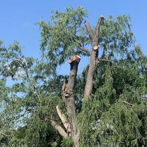 Arborist Choice Tree