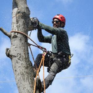 Fountain Valley Tree Care