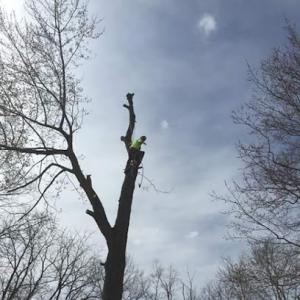 Sunrise Tree Care