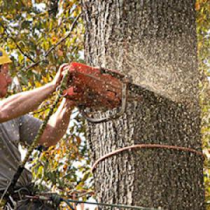 Kevin's Tree Service