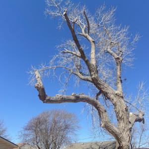 Sloan Tree & lawn services